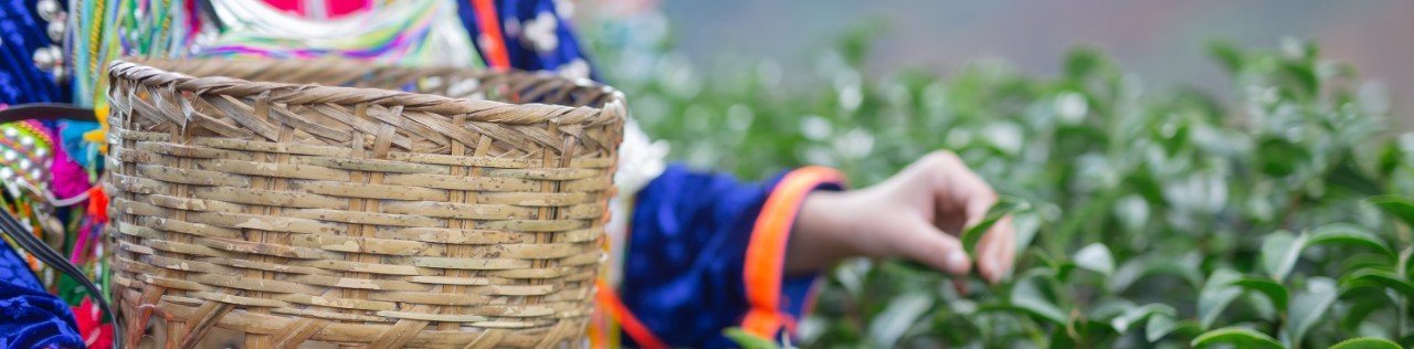 ManuLink Essential/ManuLink Essential Plus